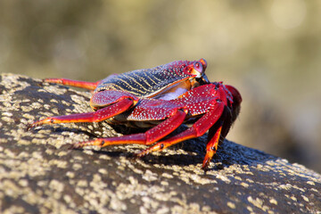 rote_Klippenkrabbe