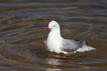Rotschnabelmöwe / Red-billed gull / Larus scopulinus