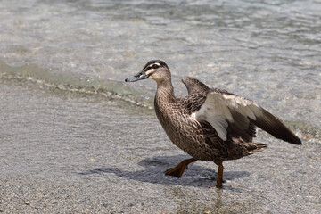 Stockente / Mallard / Anas platyrhynchos..