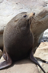Neuseeländischer Seebär / New Zealand fur seal / Arctocephalus forsteri
