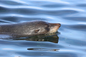 Neuseeländischer Seebär / New Zealand fur seal / Arctocephalus forsteri