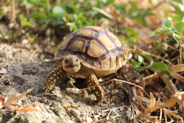 African Sulcata Tortoise Natural Habitat,Close up African spurred tortoise resting in the garden, Slow life ,Africa spurred tortoise sunbathe on ground with his protective shell ,Beautiful Tortoise