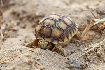 African Sulcata Tortoise Natural Habitat,Close up African spurred tortoise resting in the garden, Slow life ,Africa spurred tortoise sunbathe on ground with his protective shell ,Beautiful Tortoise