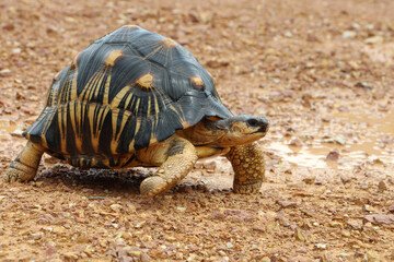 Portrait of radiated tortoise,The radiated tortoise eating flower ,Tortoise sunbathe on ground with...