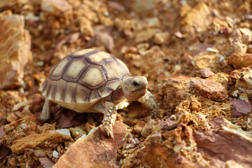 African Sulcata Tortoise Natural Habitat,Close up African spurred tortoise resting in the garden, Slow life ,Africa spurred tortoise sunbathe on ground with his protective shell ,Beautiful Tortoise