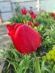Obraz premium red tulips in the garden