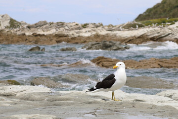 Dominikanermöwe / Southern black-backed gull / Larus dominicanus