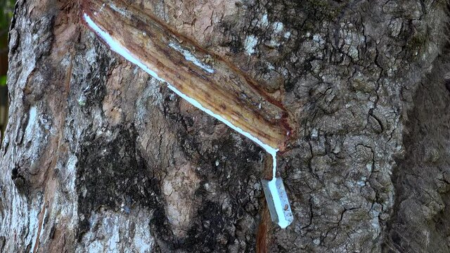 Raw rubber pouring from the tree.