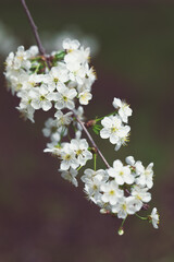 branch with white cherry blossoms. The abundant flowering of the garden and fruit trees