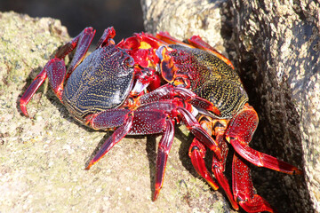 rote_Klippenkrabbe