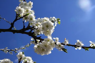 plum