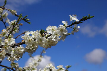 plum
