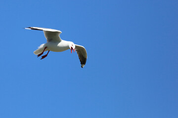 Rotschnabelmöwe / Red-billed gull / Larus scopulinus.