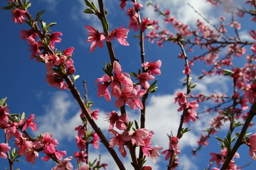 sakura