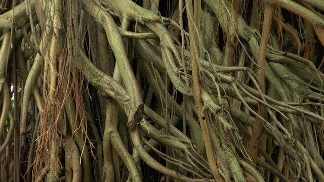 Roots of malaysian tree.