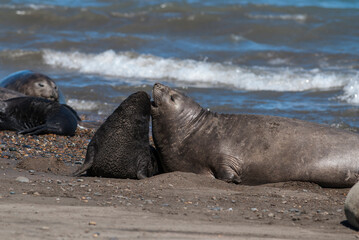 Female elephant seal and pup, Peninsula Valdes, Unesco World Heritage Site,Patagonia, Argentina