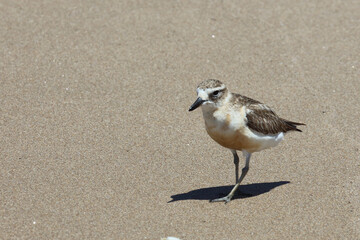 Maoriregenpfeifer / New Zealand dotterel / Charadrius obscurus aquilonius
