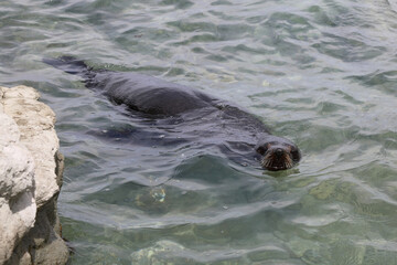Neuseeländischer Seebär / New Zealand fur seal / Arctocephalus forsteri