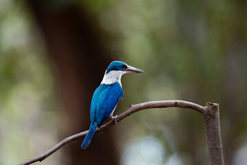 White - collared Kingfisher