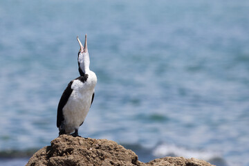 Elsterscharbe / Australian pied cormorant / Phalacrocorax varius