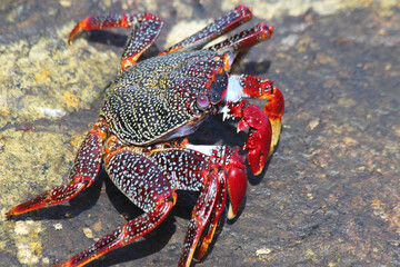 rote_Klippenkrabbe