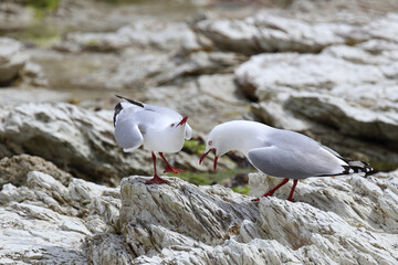 Rotschnabelmöwe / Red-billed gull / Larus scopulinus
