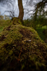 goldener Staub auf bemoostem Baumstamm