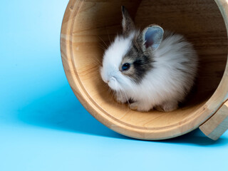 Wooden barrel one first brown white rabbit animal small banny happy easter holiday eat carrot look camera sit pretty beautiful and funny happy animal pet wild blue isolated background copy space.