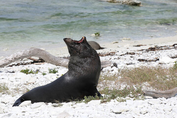 Neuseeländischer Seebär / New Zealand fur seal / Arctocephalus forsteri