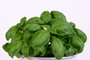 Green leaves of young fresh basil on a white background