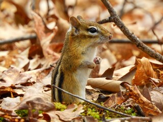 Chipmunk wildlife in New Hampshire woods