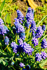 Viper onion Muscari botryoides flowering in spring. Blue flowers