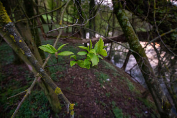 grüne dünne blätter zwischen dicken ästen