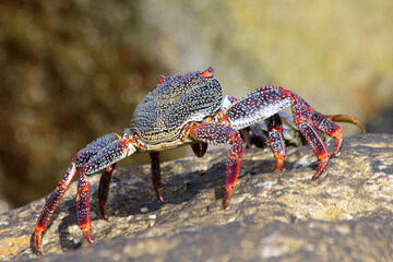 rote_Klippenkrabbe