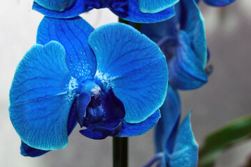 Close-up blue orchid flower in greenhouse.