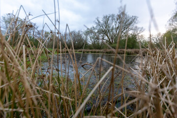 kleiner Teich im Gr&uuml;nen bei bew&ouml;lktem himmel mit b&auml;umen im hintergrund