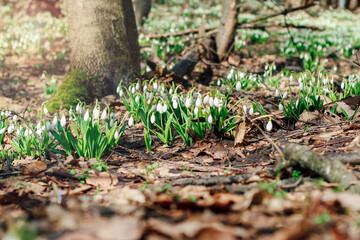 Snowdrops in a clearing in the forest. Spring primroses