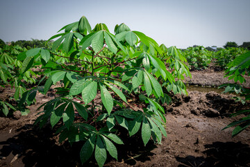 row of young shoots Growing Bitter Cassava in field with irrigation canal. Sweet Potato Tree is tropical food plant. landscape of cash crop plantation in Thailand