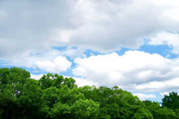 緑の林と雲の多い空