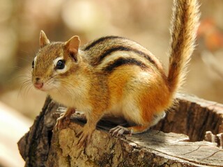 Chipmunk in the forest 