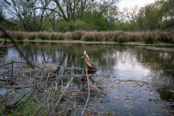 kleiner Teich im Grünen bei bewölktem himmel mit bäumen im hintergrund