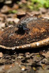 Mistkäfer auf Pilz