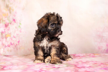 Little mini puppy  on a floral background.Cute puppies  Mixed  dog