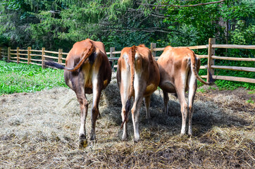Obraz premium A rearview of three brown cows eating hay. 