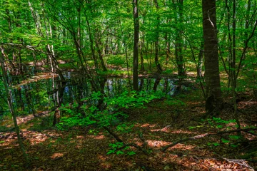 Foto op Plexiglas Small swamp in a green forest © Vastram