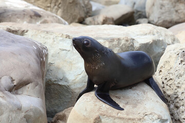 Neuseel&auml;ndischer Seeb&auml;r / New Zealand fur seal / Arctocephalus forsteri.