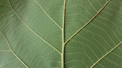 Teak leaf texture (Tectona grandis) is perfect for backgrounds and wallpapers