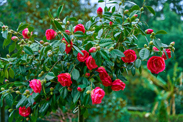 Blooming camellia flowers in the city park