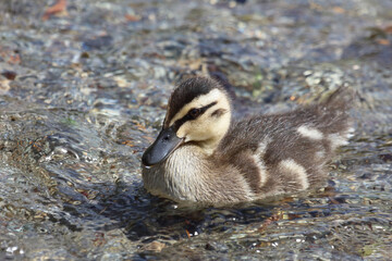 Stockente / Mallard / Anas platyrhynchos...