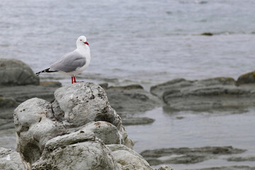 Rotschnabelmöwe / Red-billed gull / Larus scopulinus